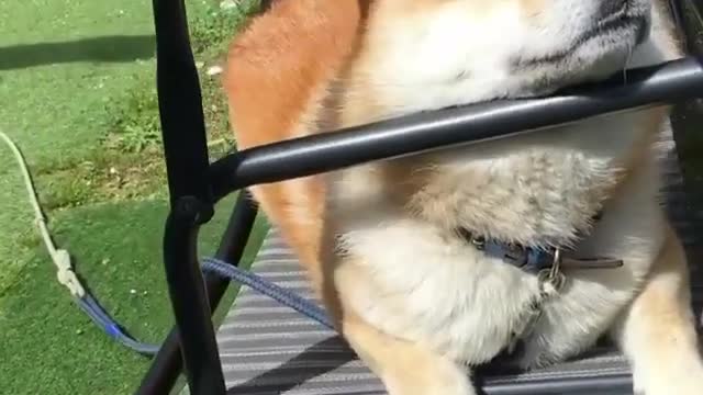 A dog who can enjoy himself very much