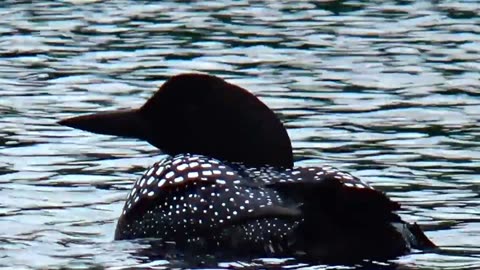 Loon