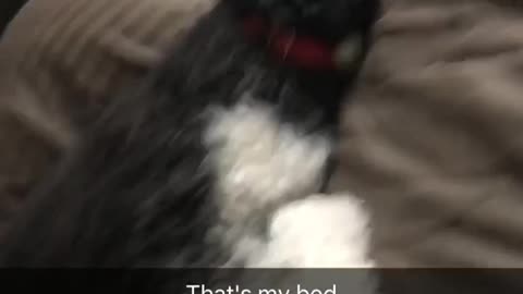 That's my bed black and white dog