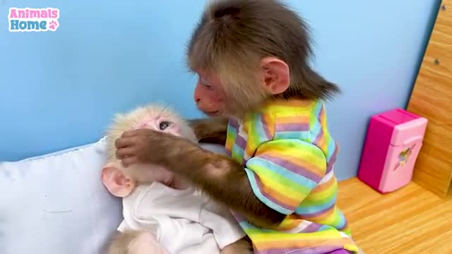 BiBi harvests fruits to make watermelon cake for baby monkey Ob