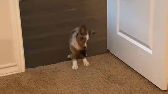 Funny Dogs of TikTok ~ Cute Puppies TIK TOK