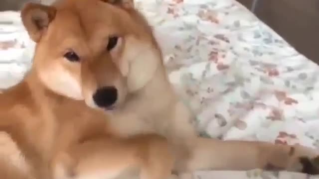 Hit. Dog