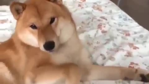 Hit. Dog