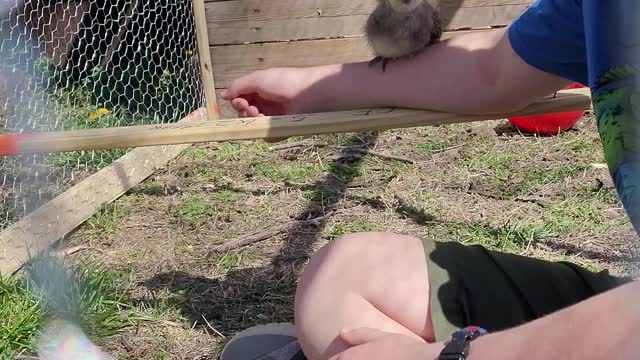 Baby chicken playing