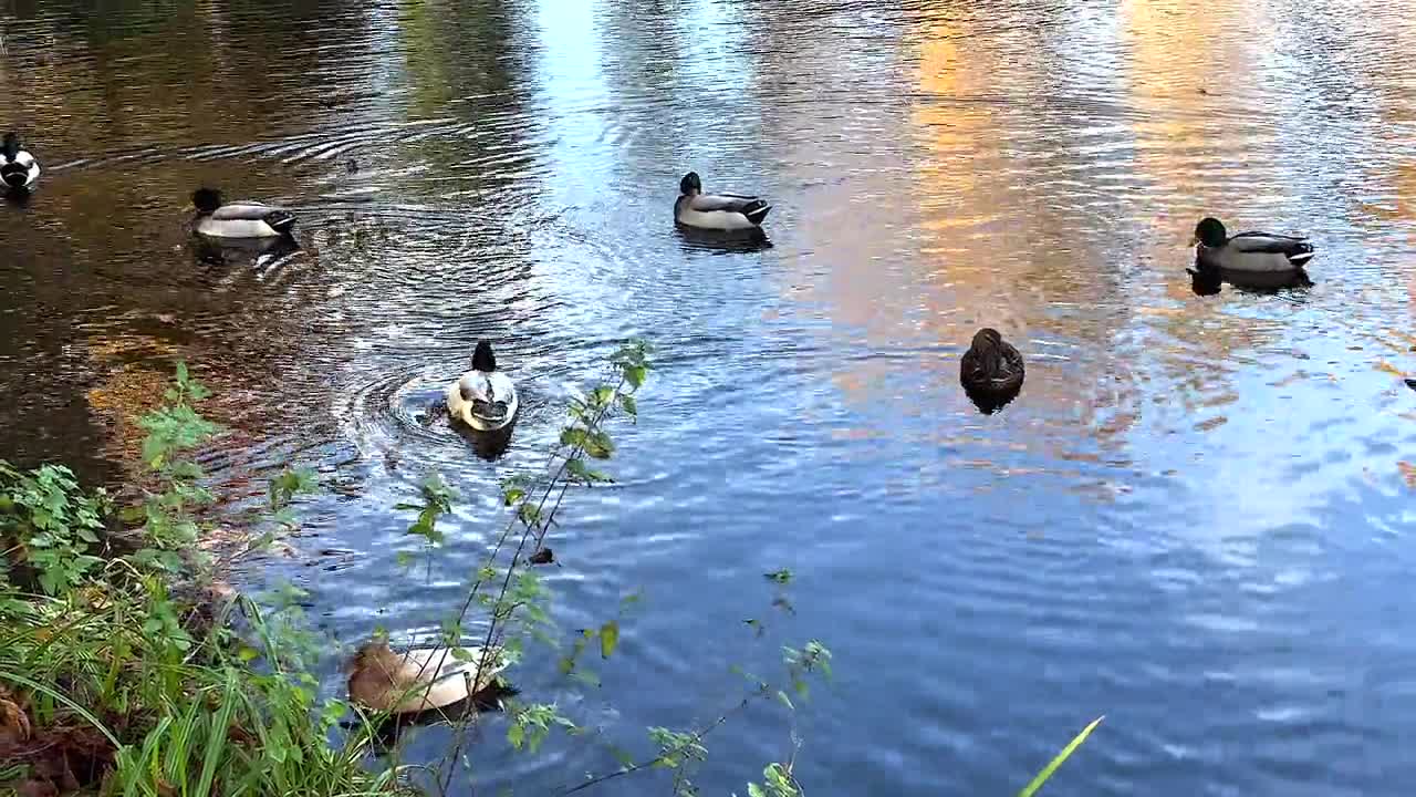 DUCK ARMY Videos Compilation || NEW