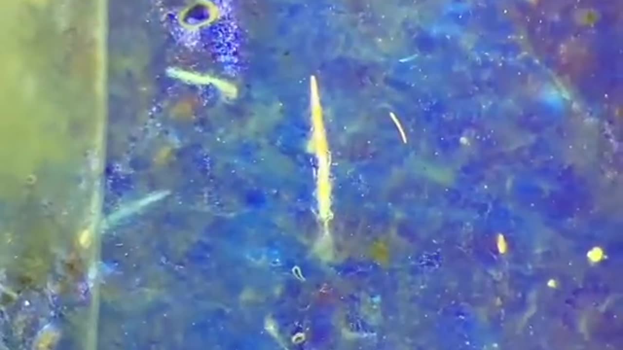 What can we find in a McNugget under the microscope?