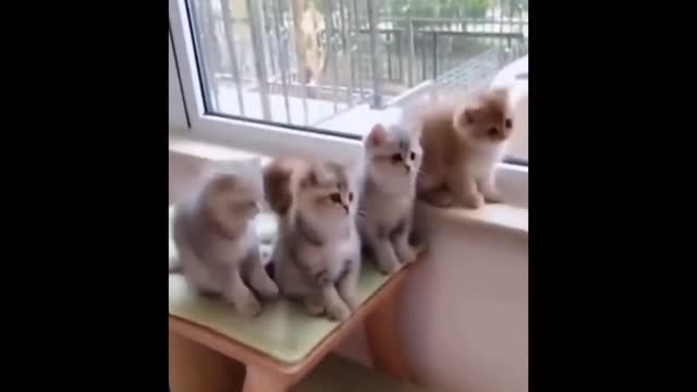 Baby Cats Video - Cute Pets And Funny Animals - Compilation #1 Animal Funny HD