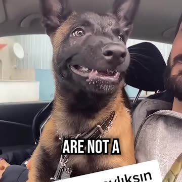 This Belgian Malinois’ Behavior Needs to Be Put in Check