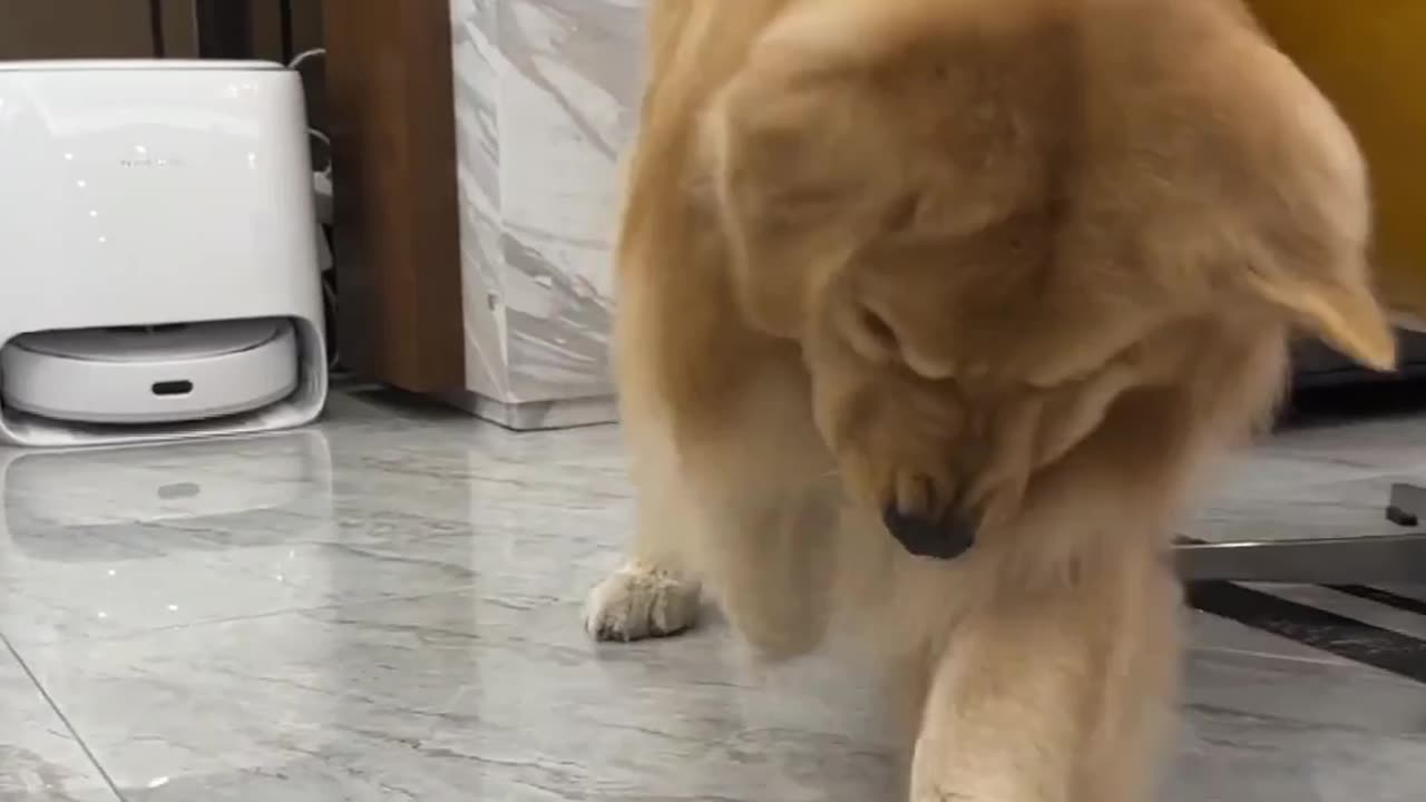 Dog and puppy video 😍🤣