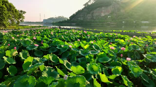 The lotus blossoms proudly toward the sun