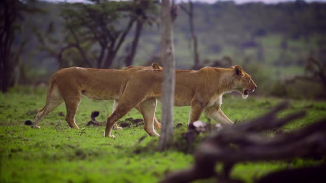 Pair of Lionesses