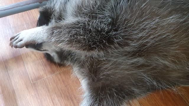 Raccoon whines at her sister.