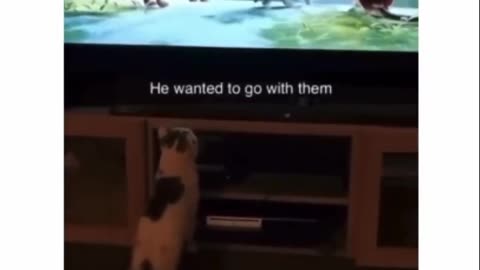 funny cat