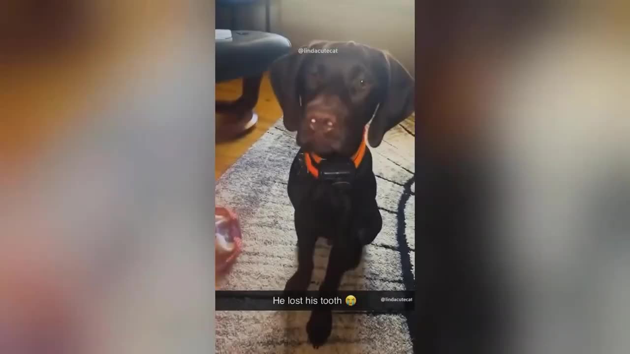 When God sends you a FUNNIEST Animal 😅 Part 2