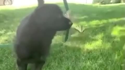Dog & Butterfly