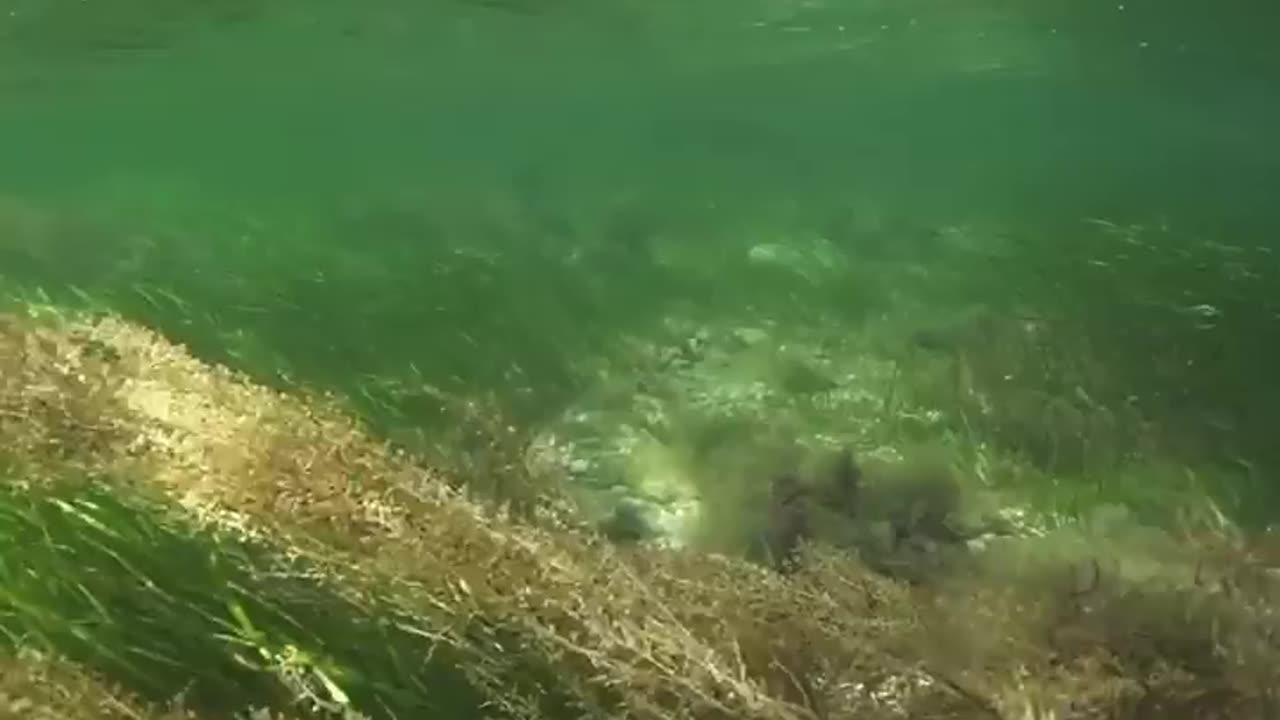 Wildlife