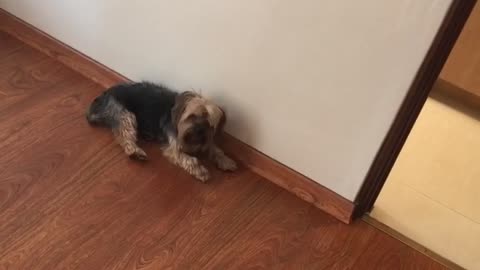 My dog singing while i am playing piano