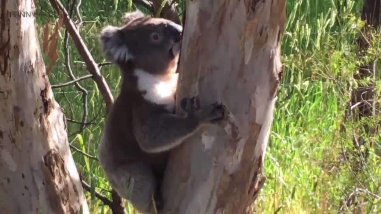 Cute Koalas Playing 🐨 Funny Koala Bears [Funny Pets]