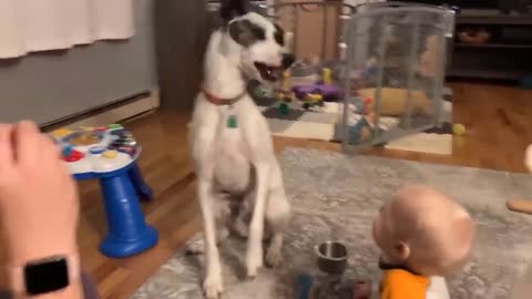 Funny dog and Funny Baby