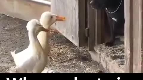 Dog not giving a fuck