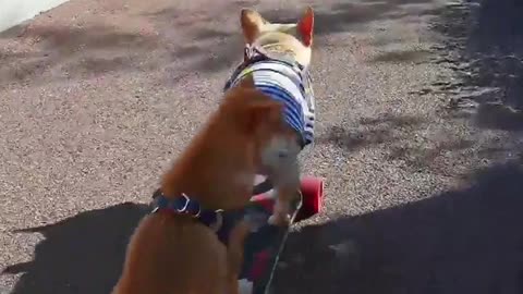 SkateDog