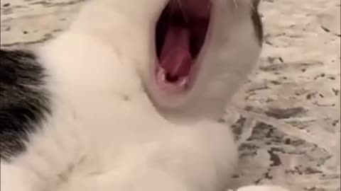 Cute cat is singing.