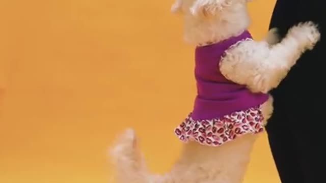 Amazing pet Dog Video