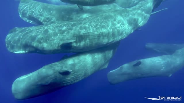 The Sound of Sperm Whales WHALEZONE