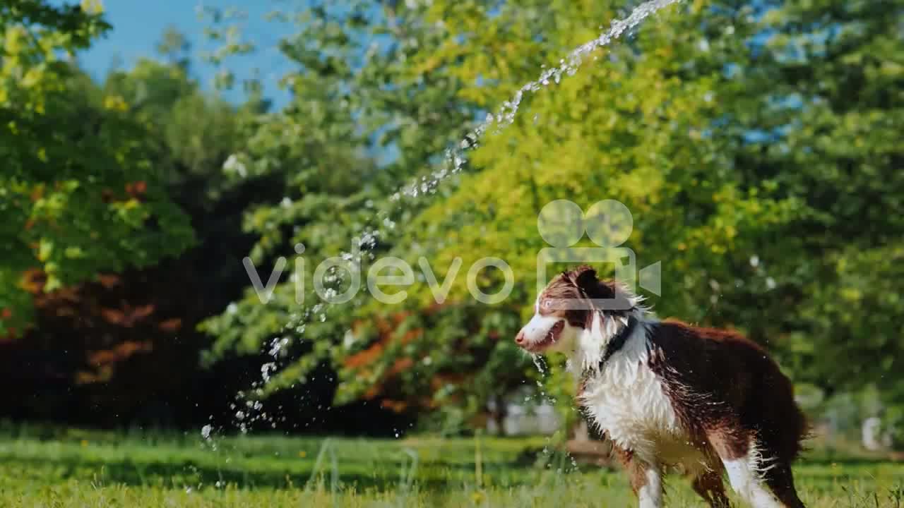 Funny dog played