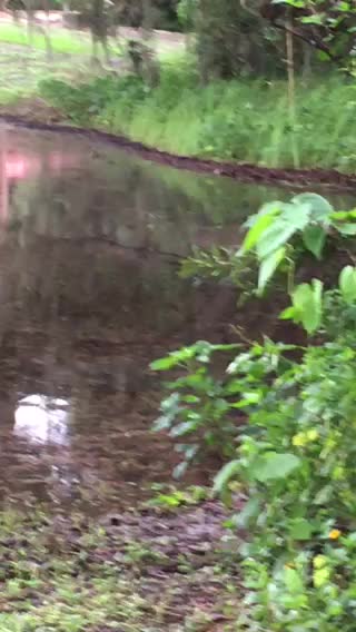Ducks in rain puddle