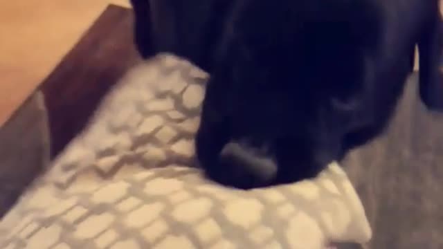 Black dog red collar steals pillow from owner