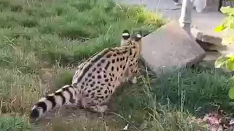 funny cats #shorts