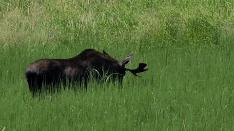 Alaska Schnauzers meet IDAHO MOOSE! July, 2021 by ManicBeastBoise