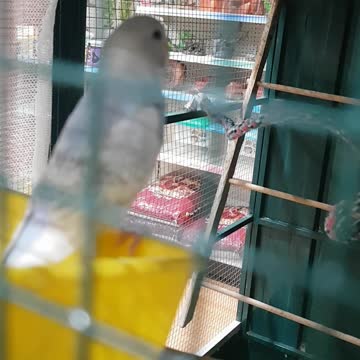 Australia Love birds 2