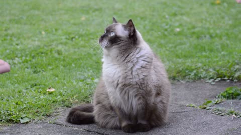 cute cat 🌹