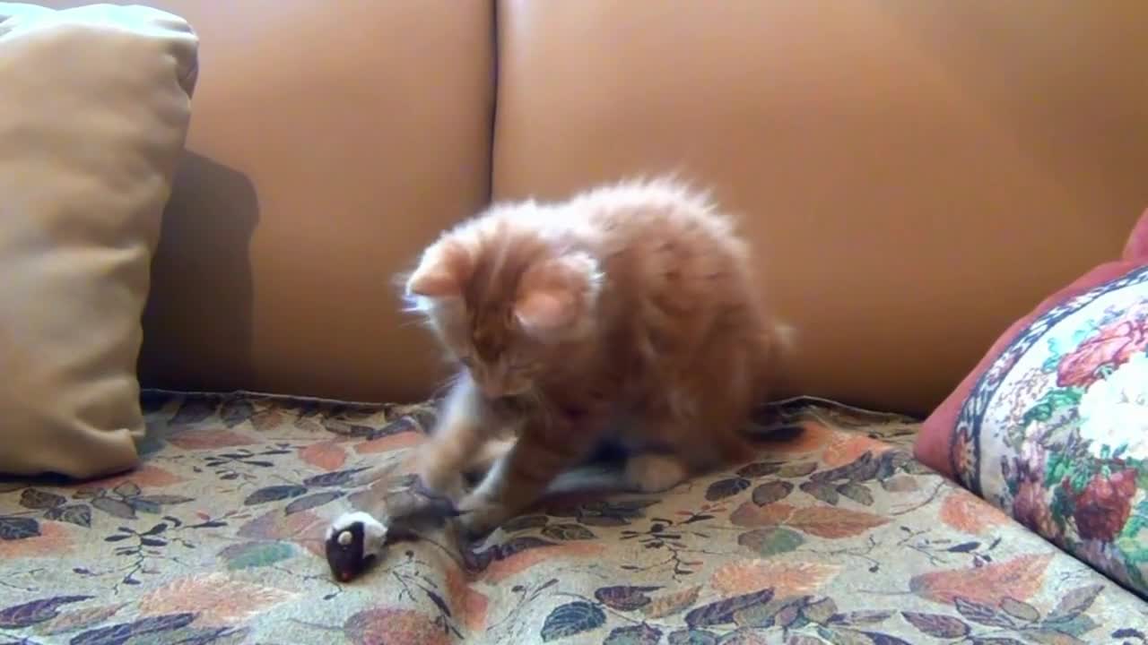 Cute cat playing with his toy