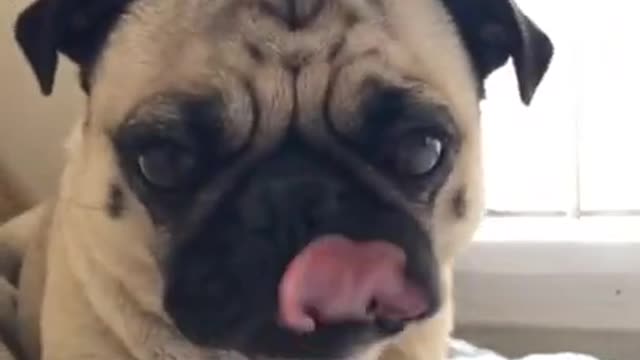 Super Funny Animal Video that Will Make You Laugh Out Loud