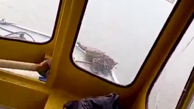Brazilian school boat rescues an ocelot struggling to cross river.