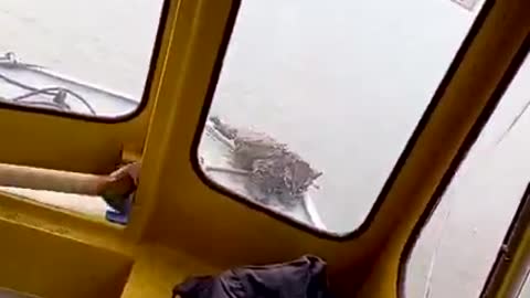 Brazilian school boat rescues an ocelot struggling to cross river.