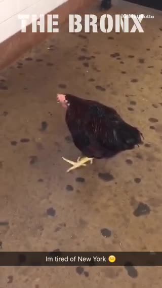 Im tired of new york the bronx