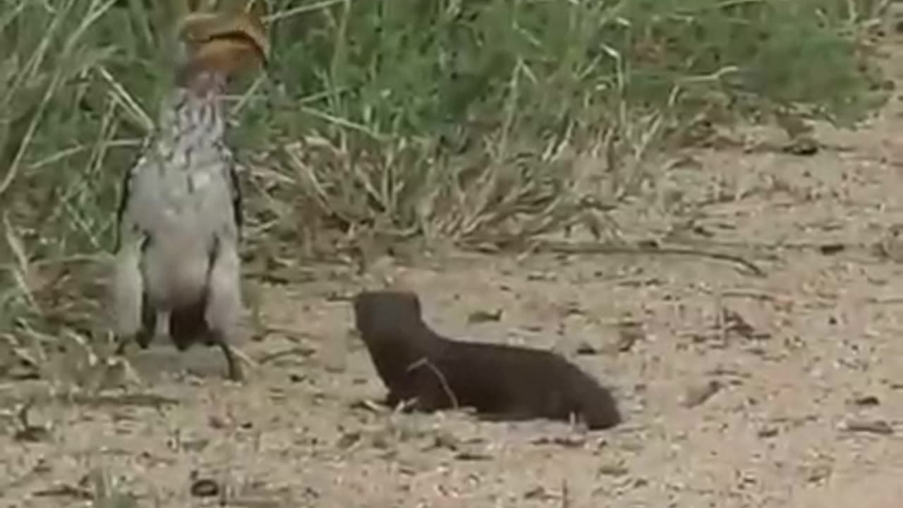 A cunning and very🤣 funny mongoose