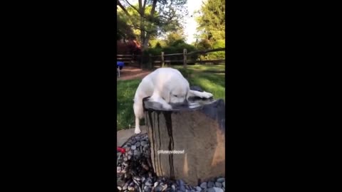 Funniest Cats And Dogs Videos