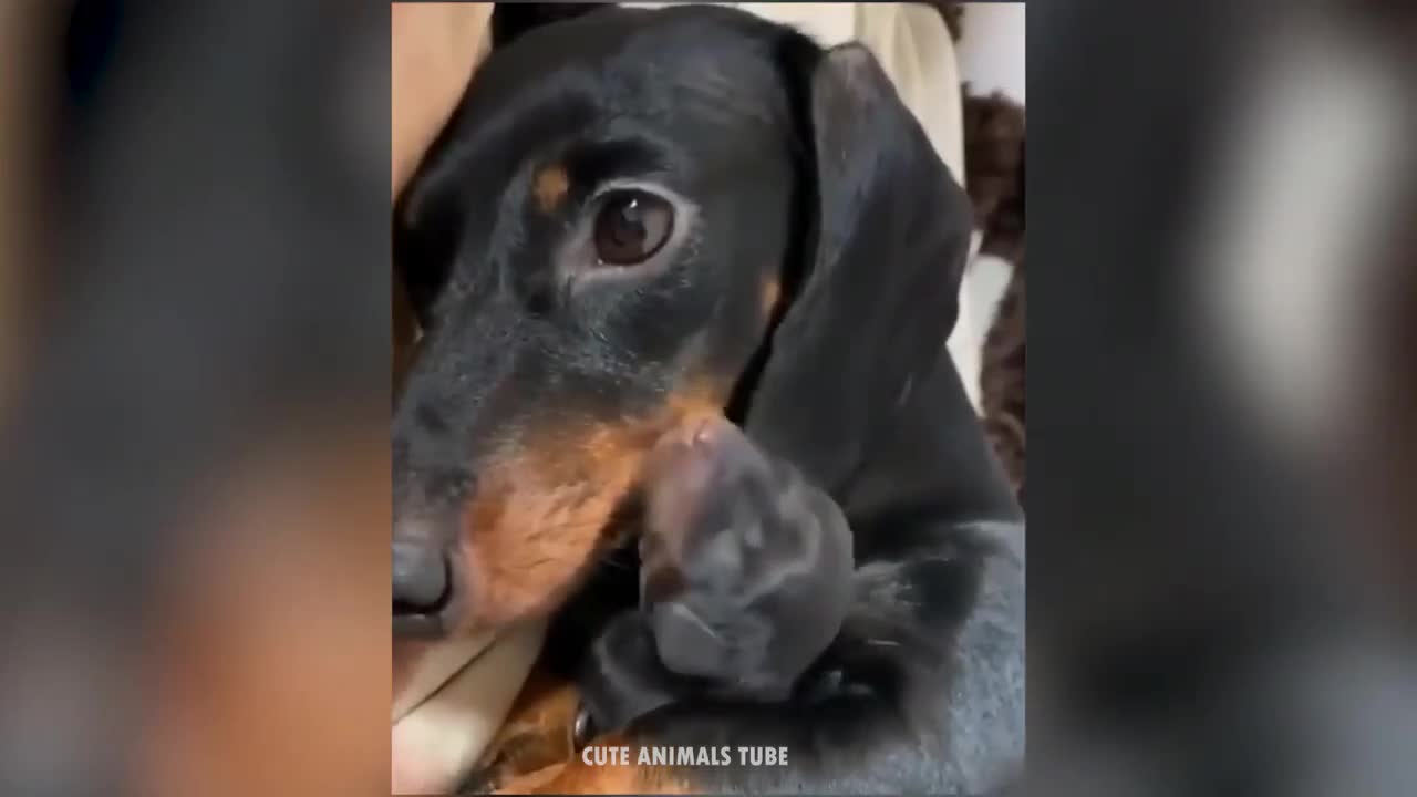 This baby cant stay away from his mother for a second.