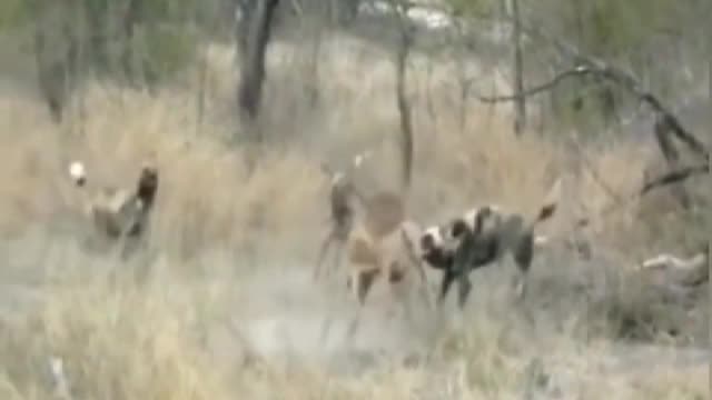 In the face of a group of antelope fighting dragons