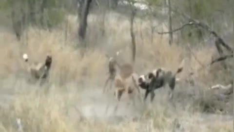 In the face of a group of antelope fighting dragons