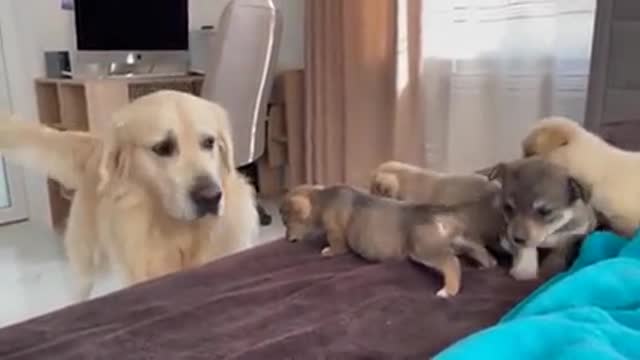 Golden Retriever Finally Meets Puppies For The First Time