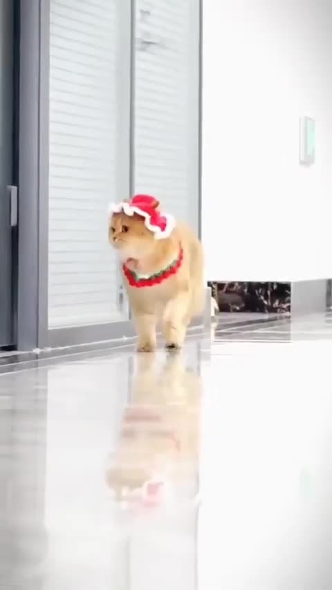 😹Cats Doing Cat Things😹 #8