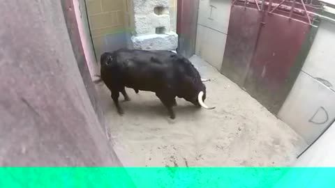 Dangerous Bulls Best animal fights