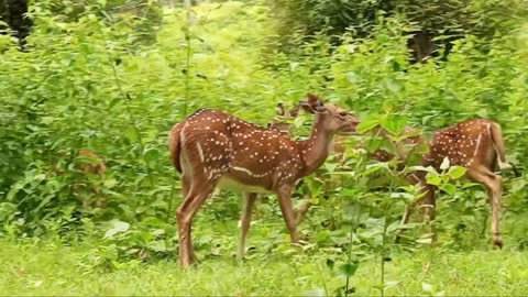 Deer group in forest