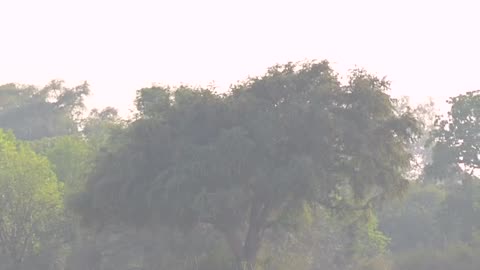 Wildlife and Funs